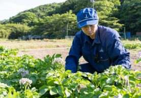 農林水産研究高度化事業